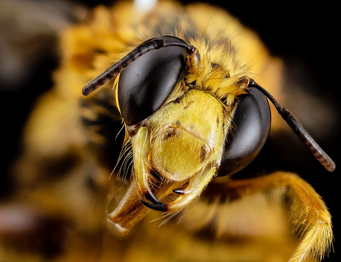 Bee (Pachymelus bicolor)