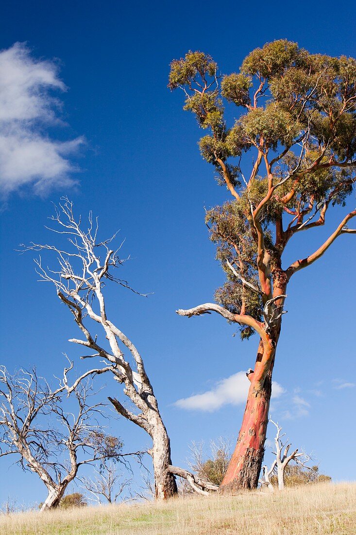 Trees killed by drought