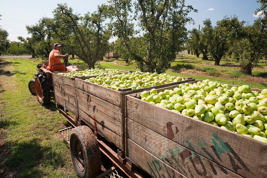 Pear orchard,Australia