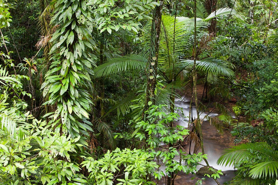 River in the Daintree rainforest