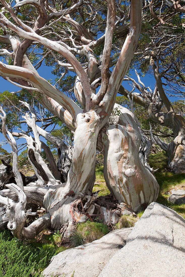 Snow Gum trees in the Snowy Mountains