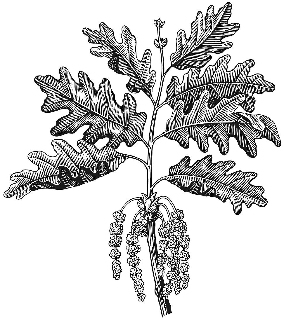 Oak leaves and flowers,illustration