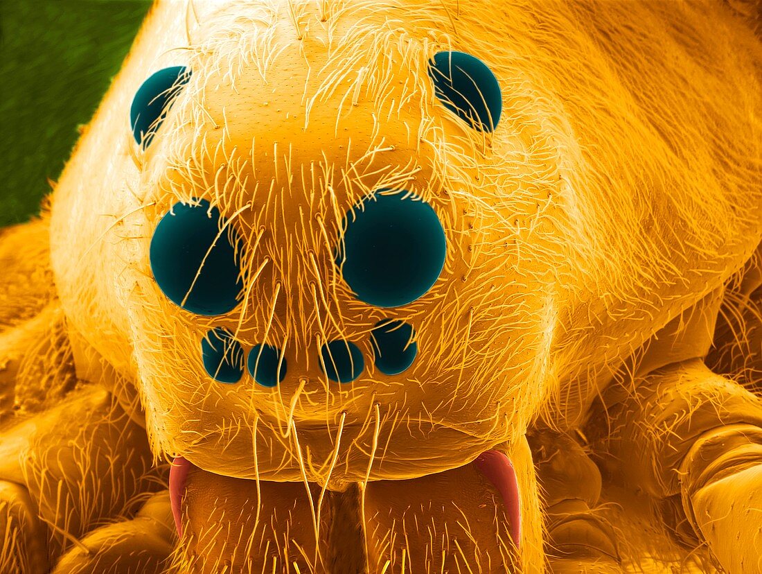 Wolf spider's head,ESEM