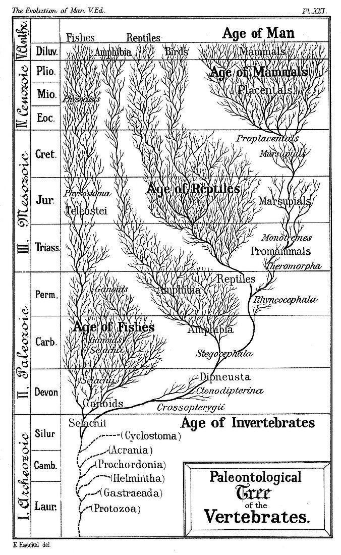 Paleontological tree of vertebrates