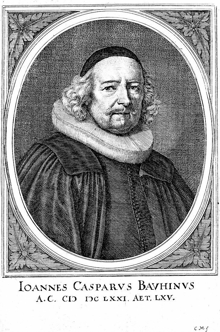 Jean Caspar Bauhin,Swiss physician
