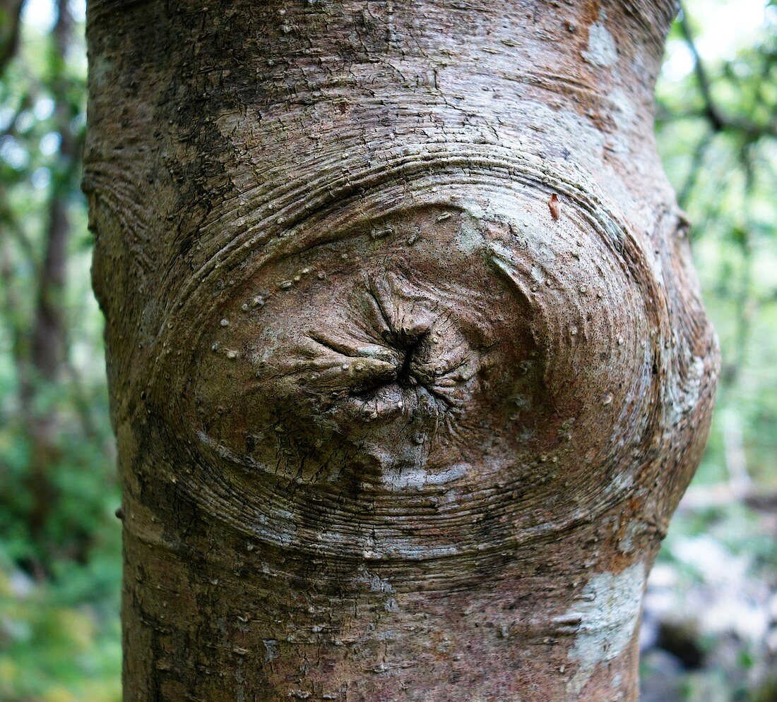 Holly tree branch scar