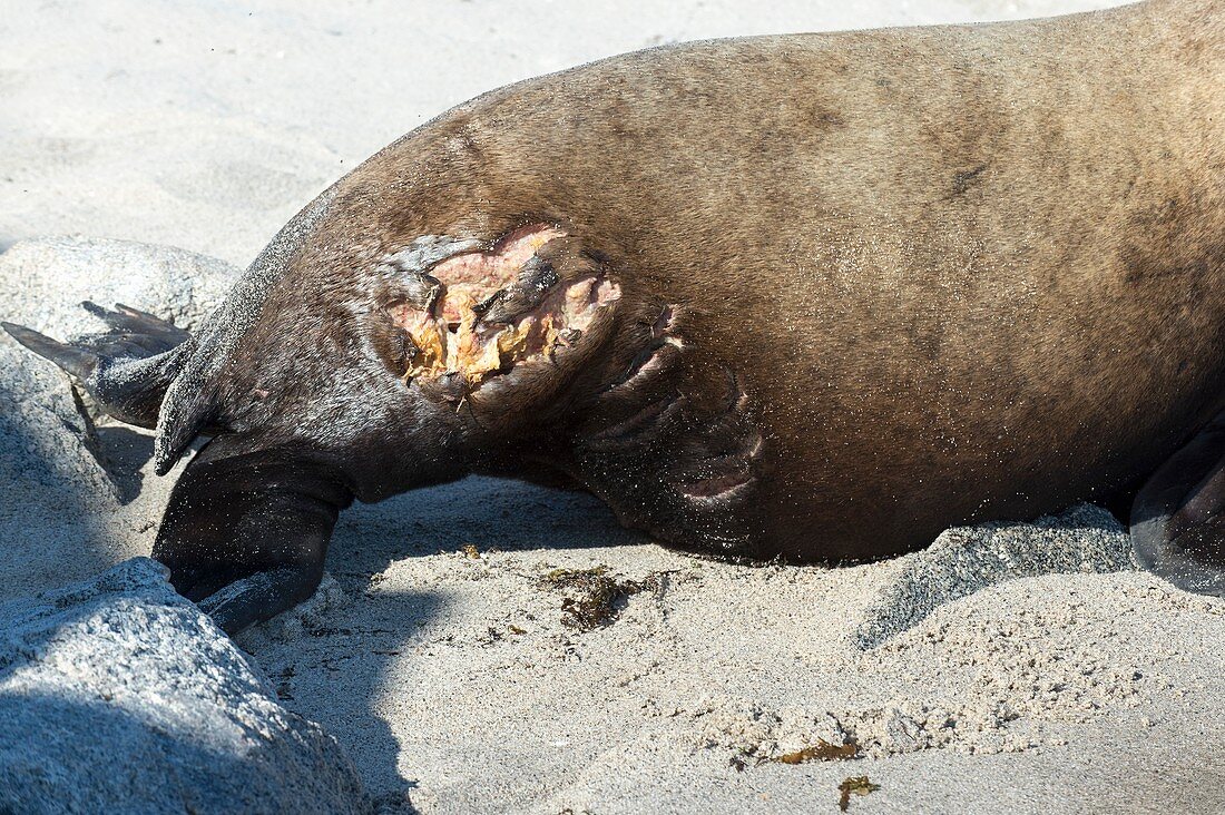Wounded California sea lion