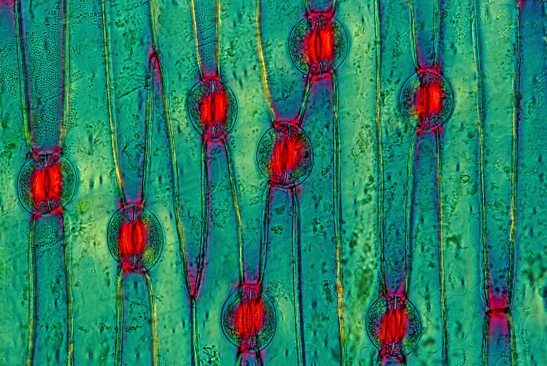 Iris stomata,light micrograph