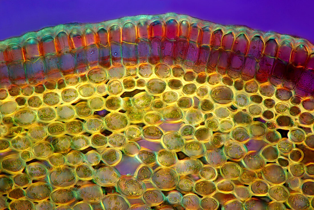 Forsythia stem,light micrograph