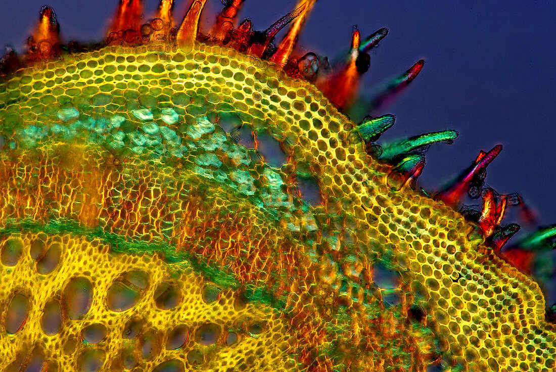 Nettle stem,light micrograph