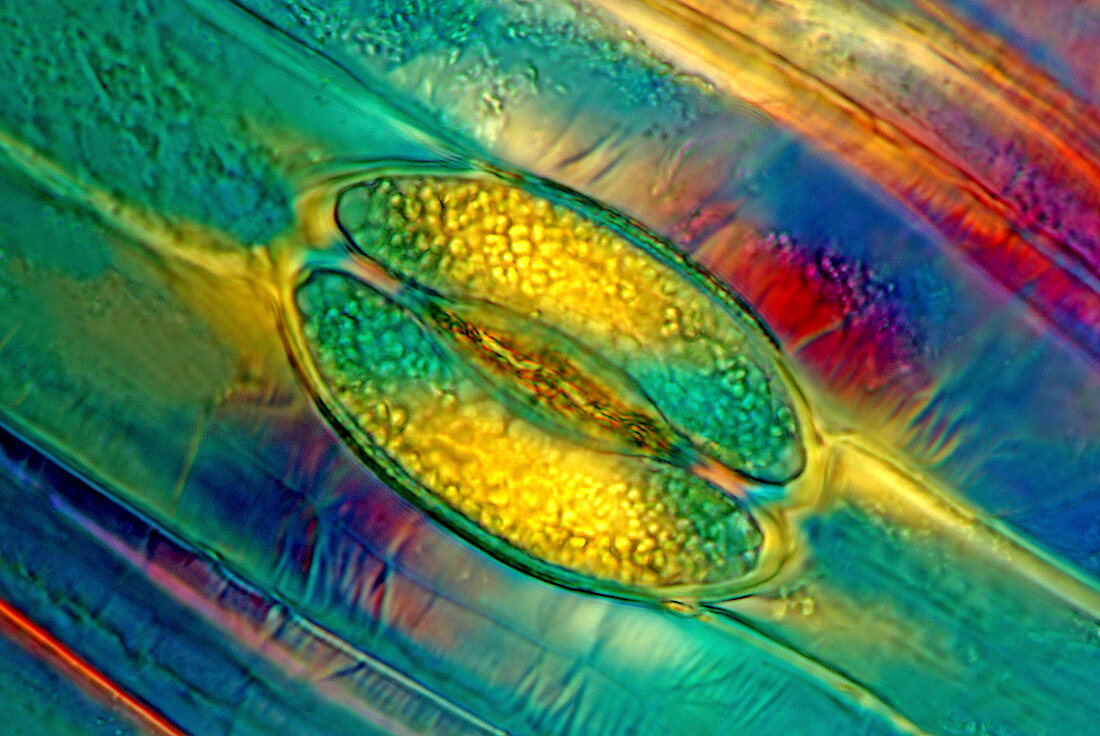 Tulip stomata,light micrograph
