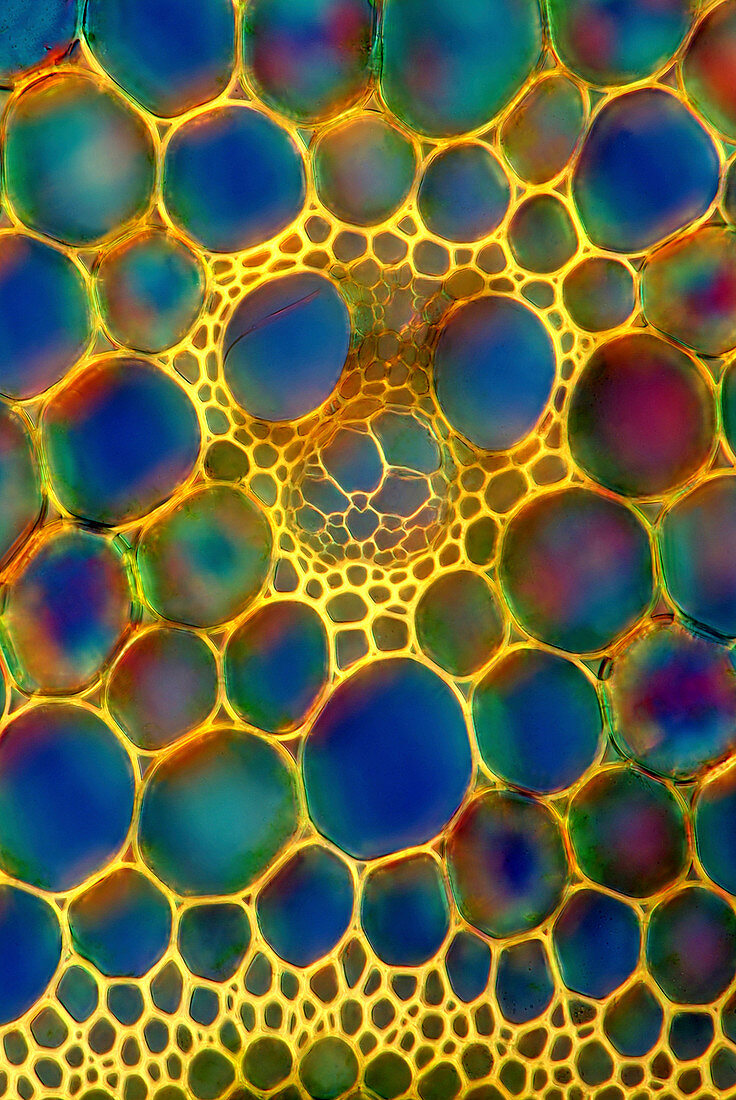 Reed stem,light micrograph