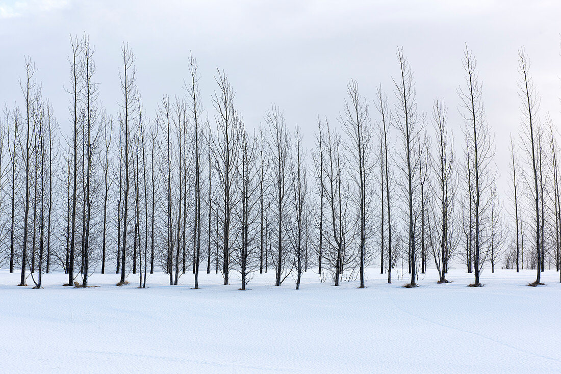 Snow-bound trees