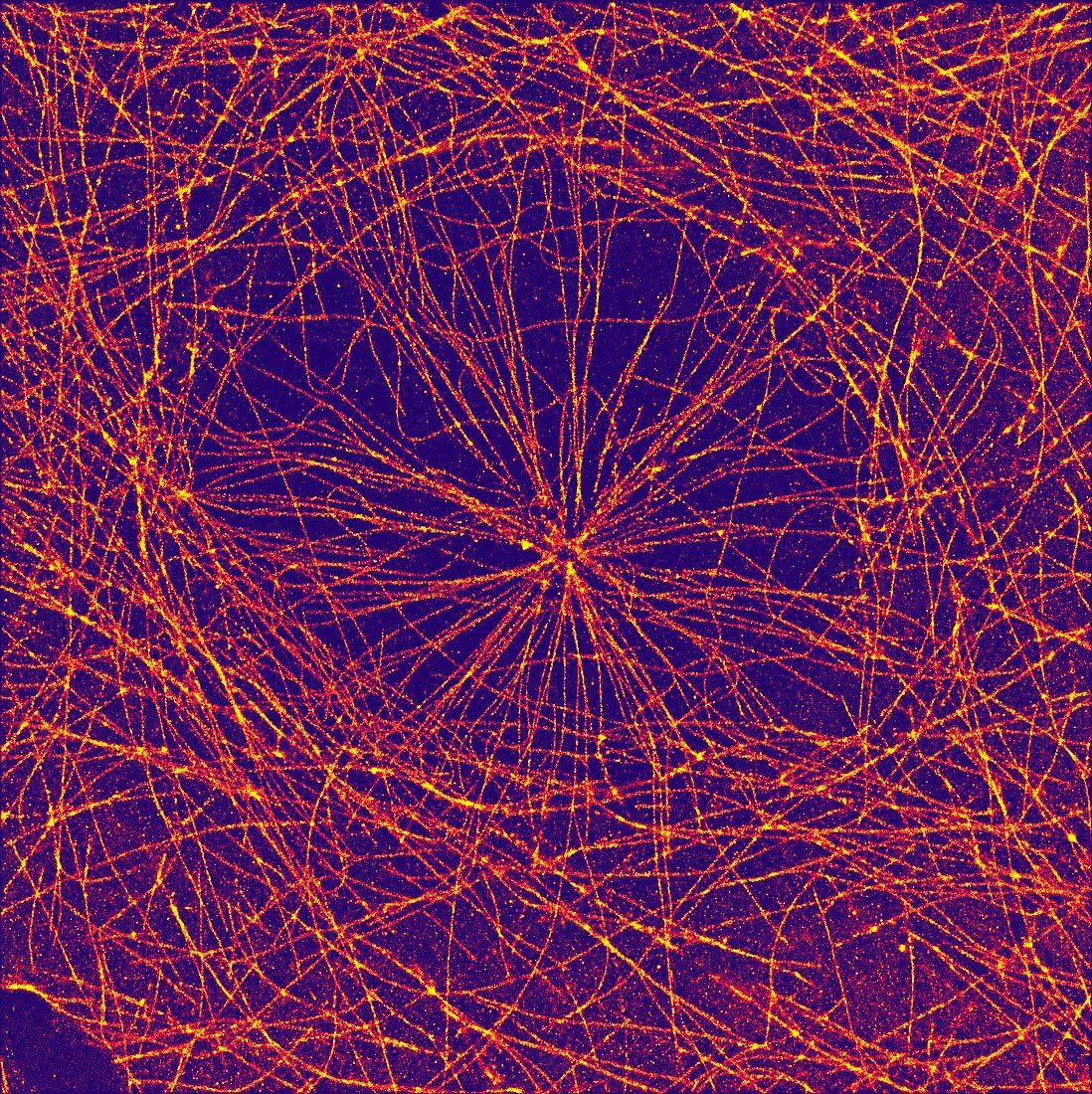 Microtubules,fluorescent micrograph