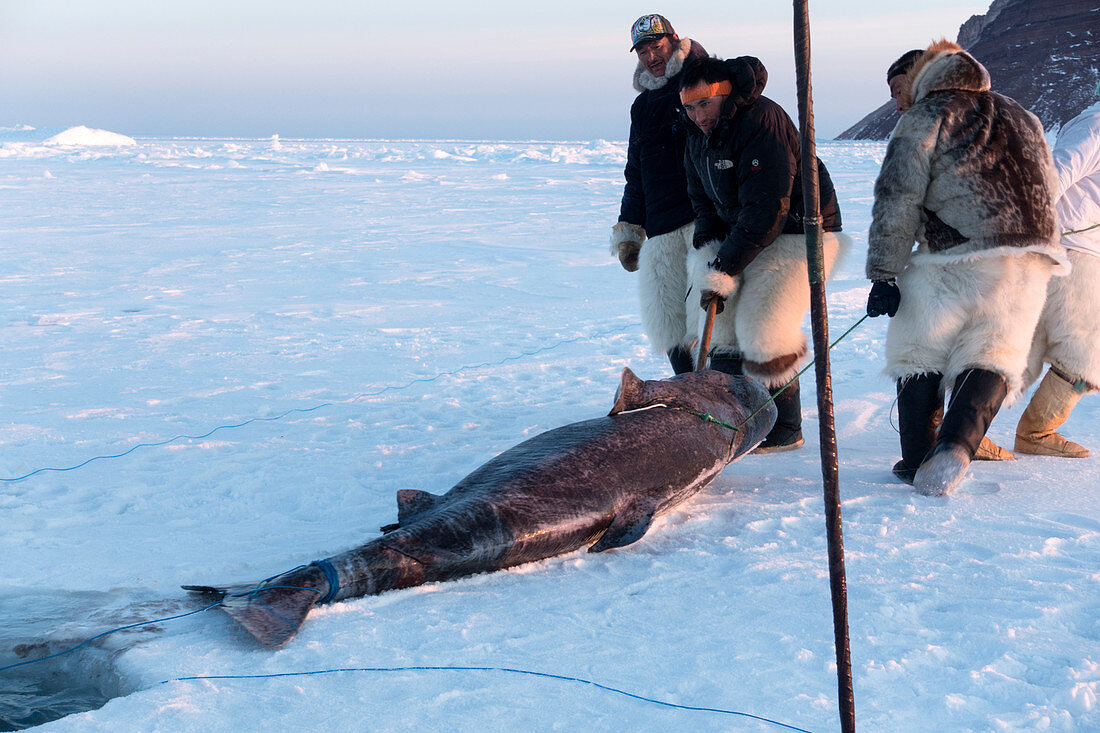 Inuit hunters with Greenland shark