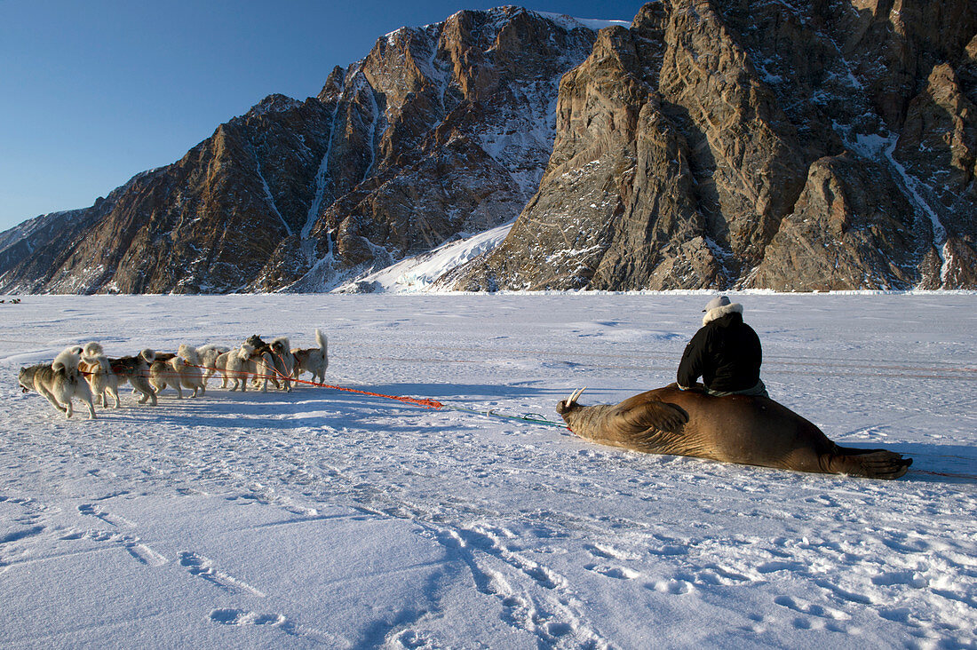 Walrus hunting,Greenland