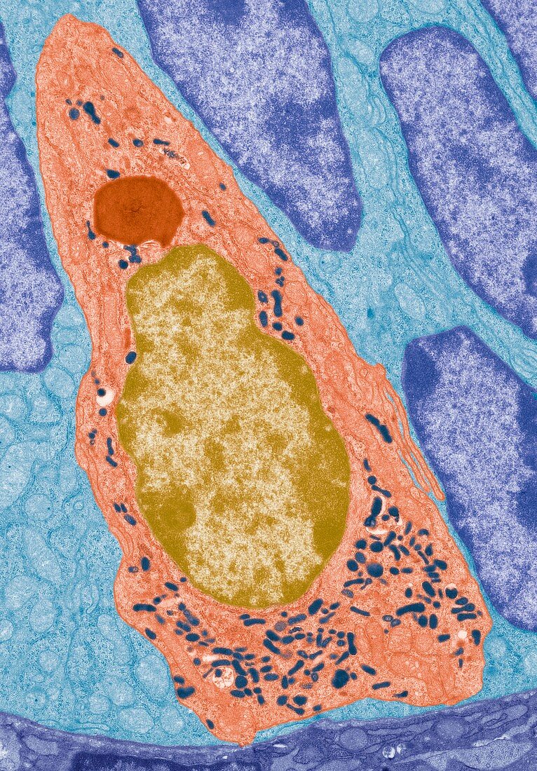 Enteroendocrine cell. TEM