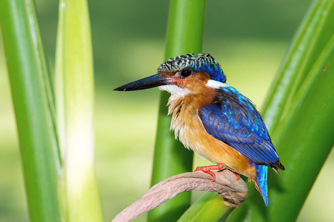 Madagascar kingfisher