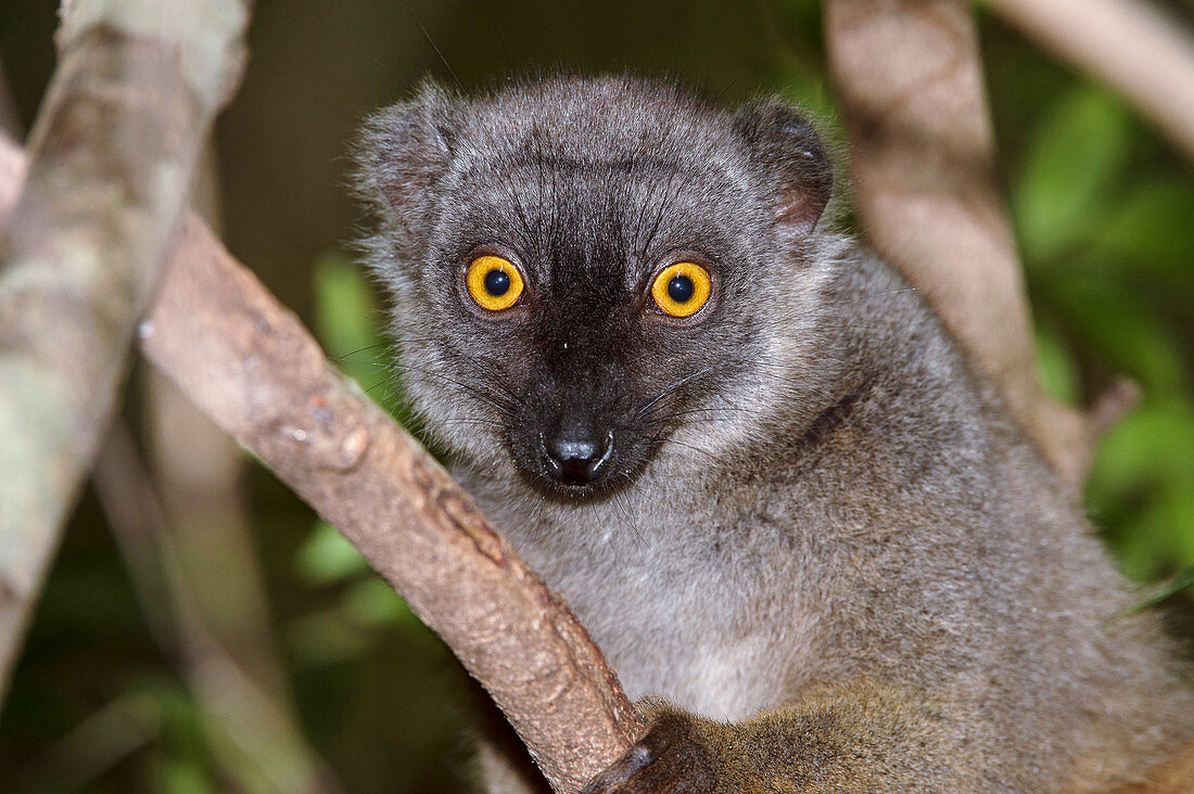 Sanford's brown lemur female