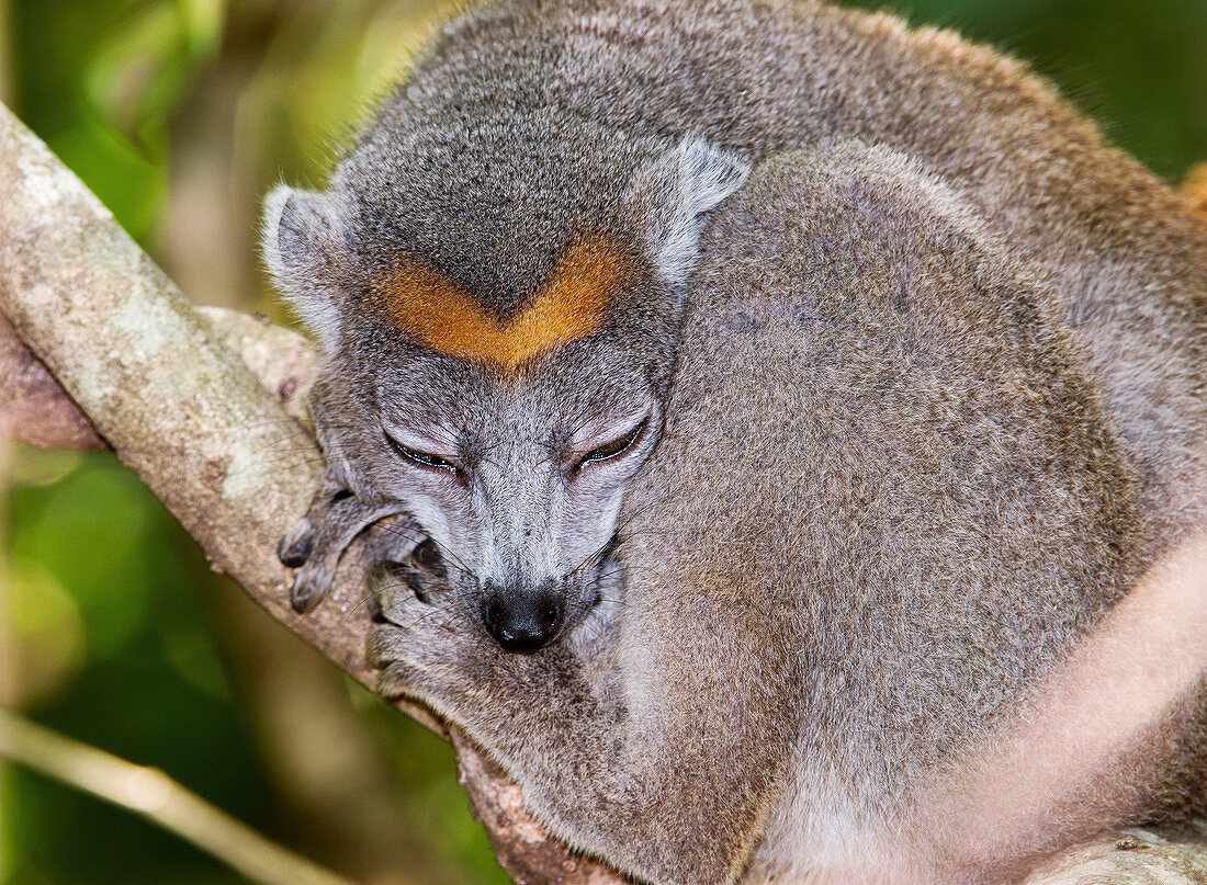 Crowned lemur female