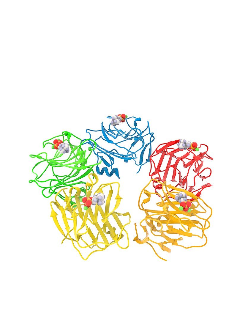 C-reactive protein molecule