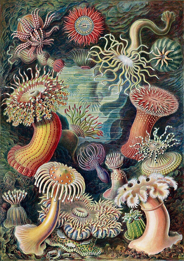 Actiniae sea anemones,1904