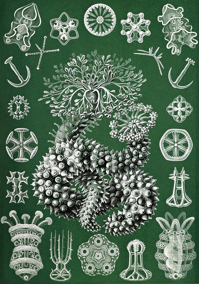 Thuroidea sea cucumbers,1904