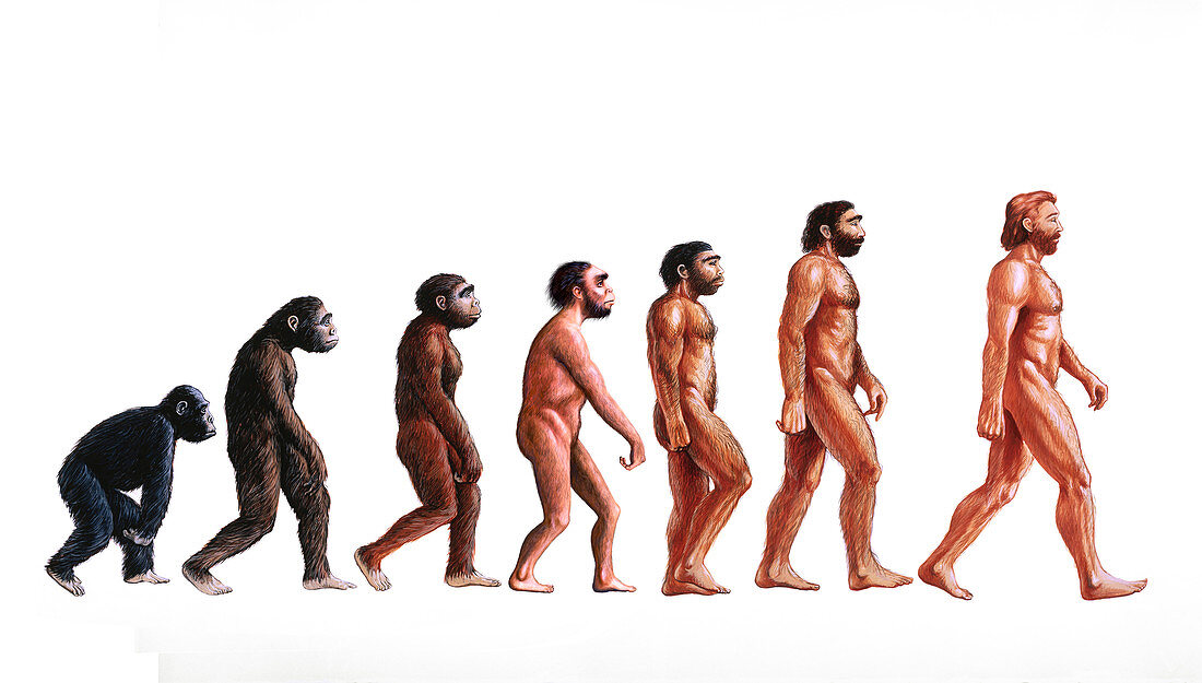Stages in human evolution,illustration