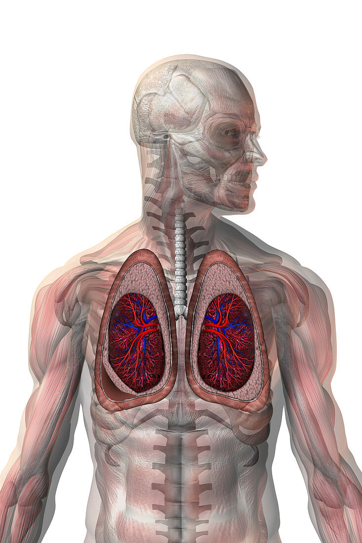 Collapsed lung,illustration
