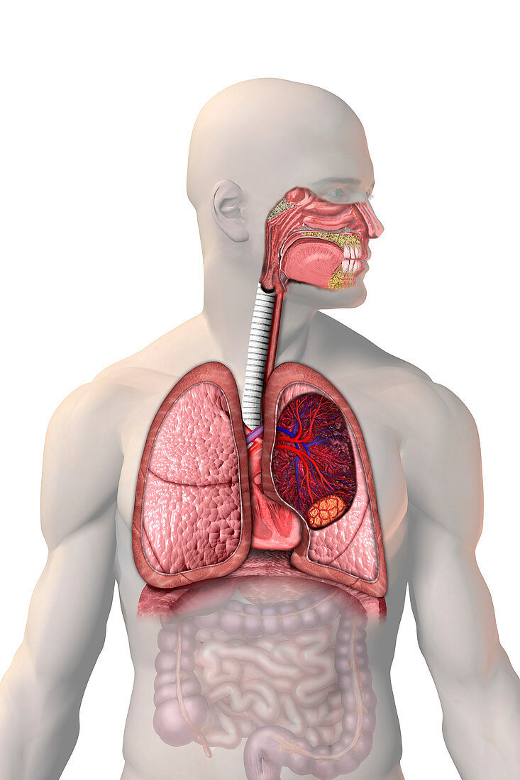 Lung Cancer,illustration