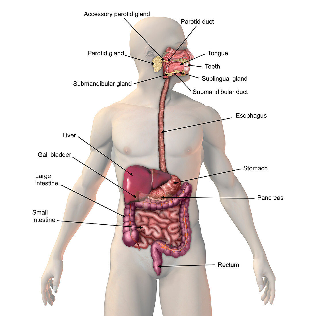 Digestive System,illustration