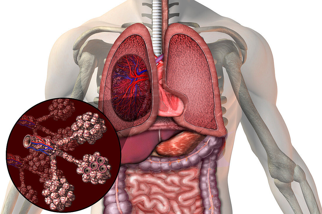 Thoracic Organs,illustration