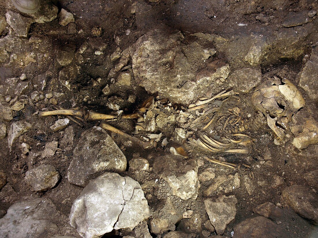 Partially excavated human fossil