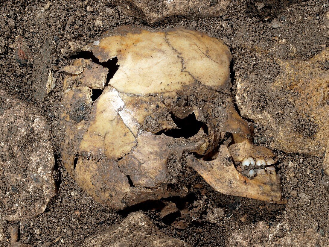 Partially excavated human fossil