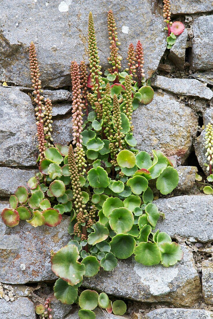 Pennywort