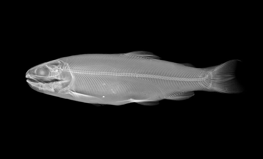 Rainbow trout,X-ray