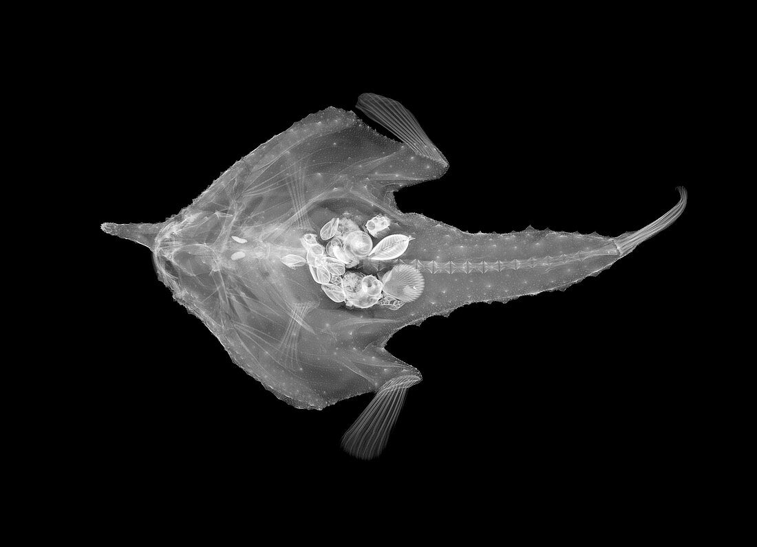 Longnose batfish,X-ray