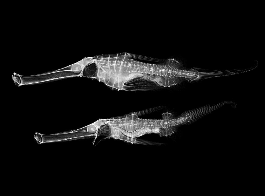 Ghost pipefish,X-ray