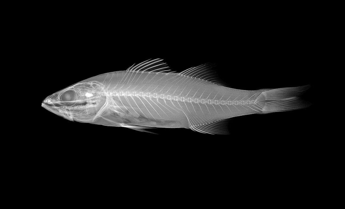 Striped bass,X-ray