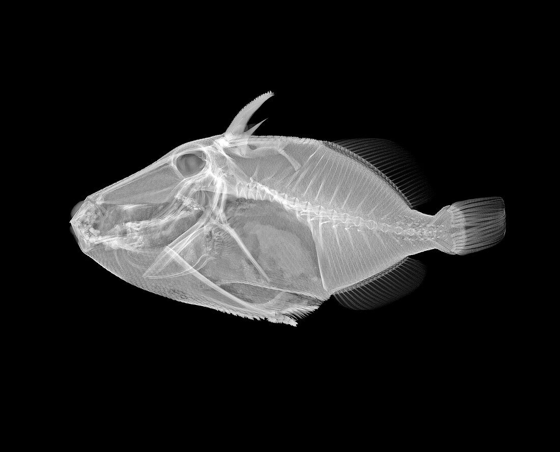 Wedge-tail triggerfish,X-ray
