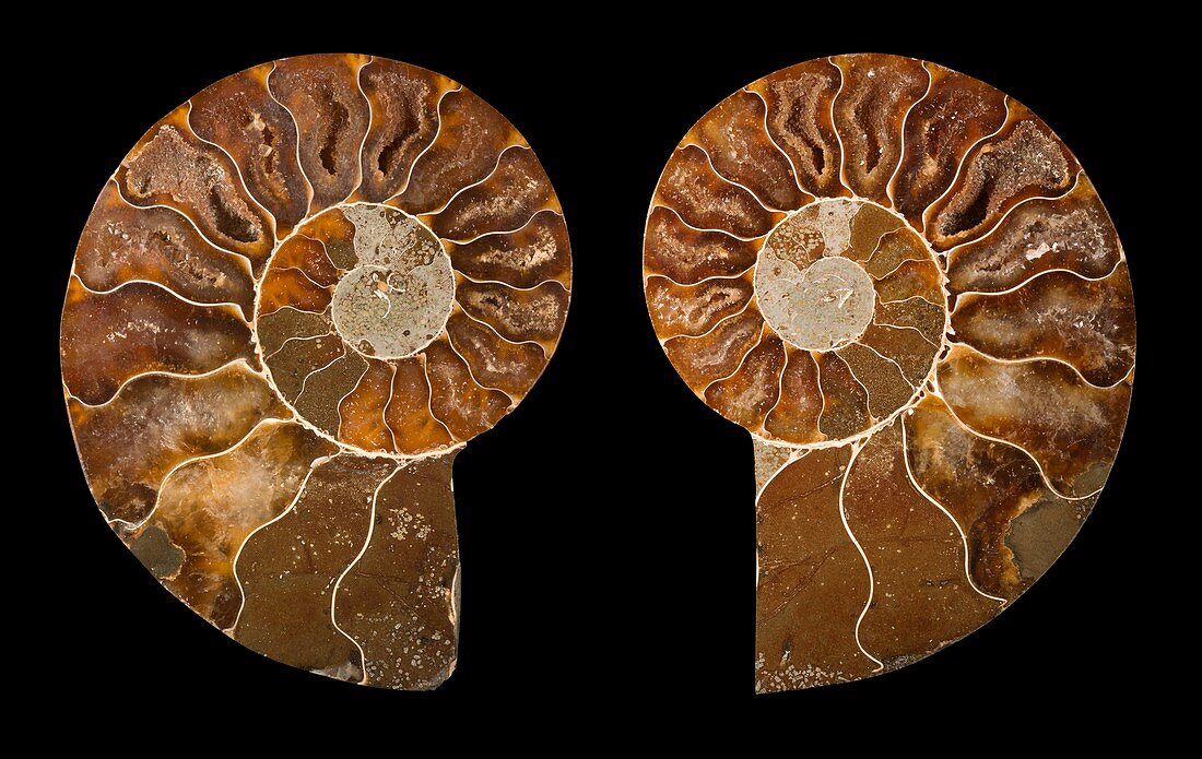 Ceratites ammonite fossil