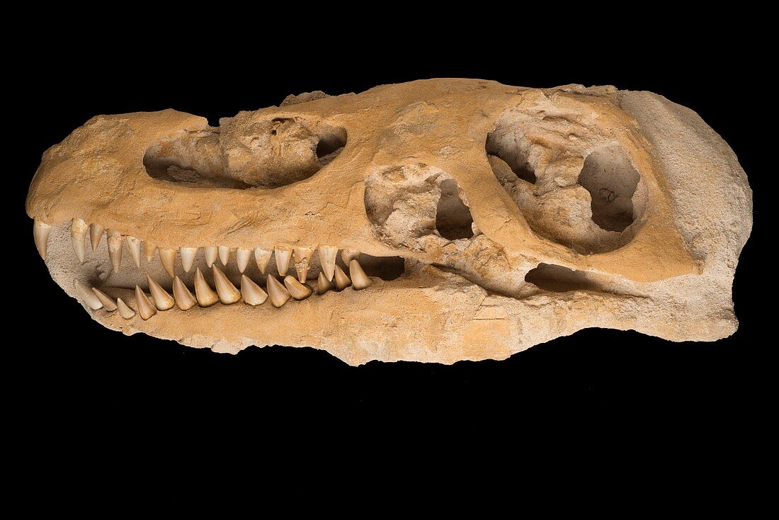 Mosasaurus marine reptile skull fossil