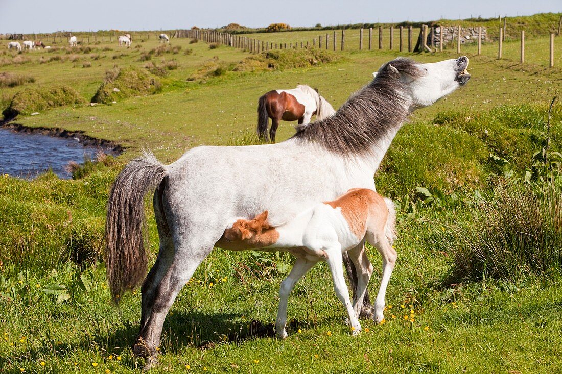 Ponies and foal on Bodmin Moor