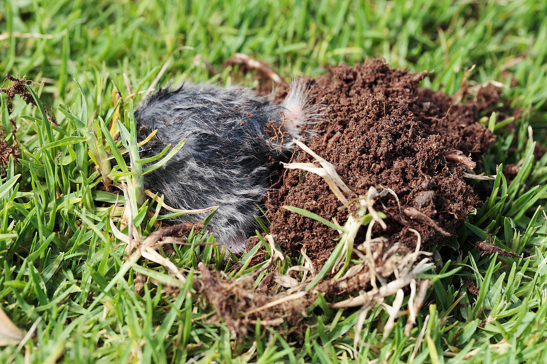 Common mole-rat burrowing
