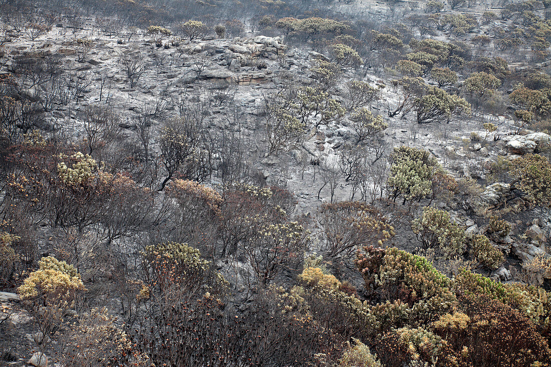 Fire damage in a nature reserve