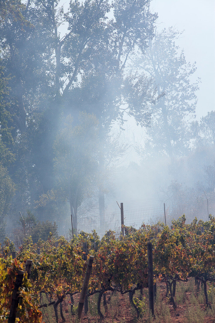 Wildfire smoke in a vineyard