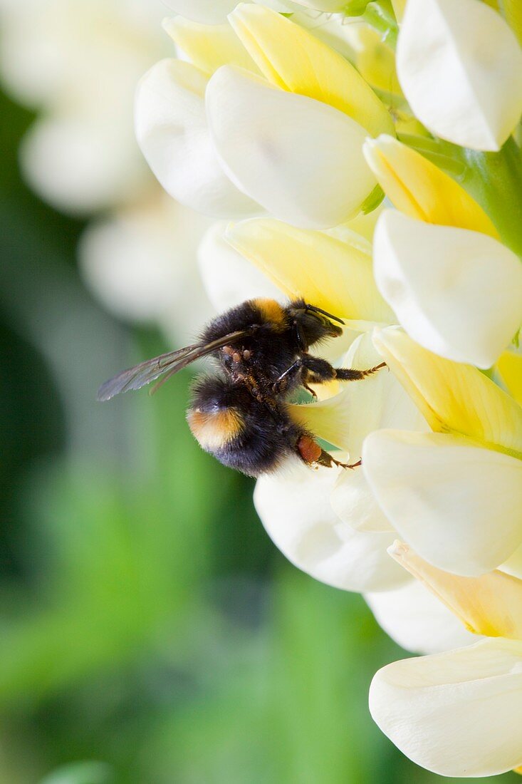 Bumblebee feeding on garden plants
