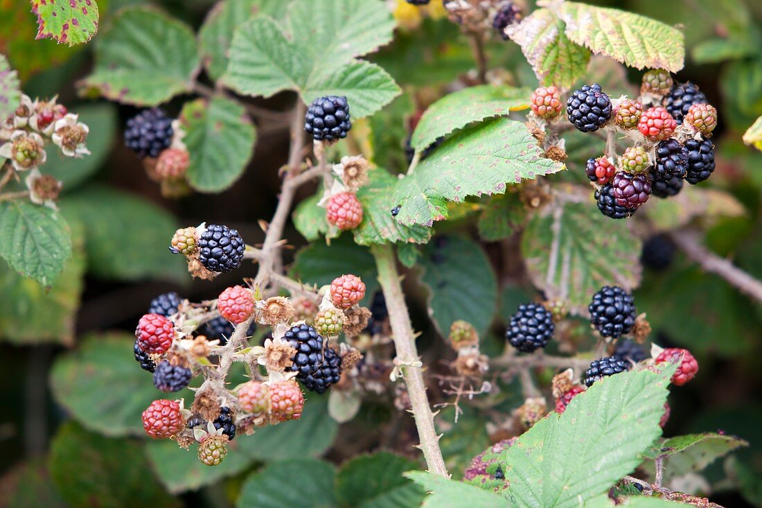 Blackberries in late summer,UK