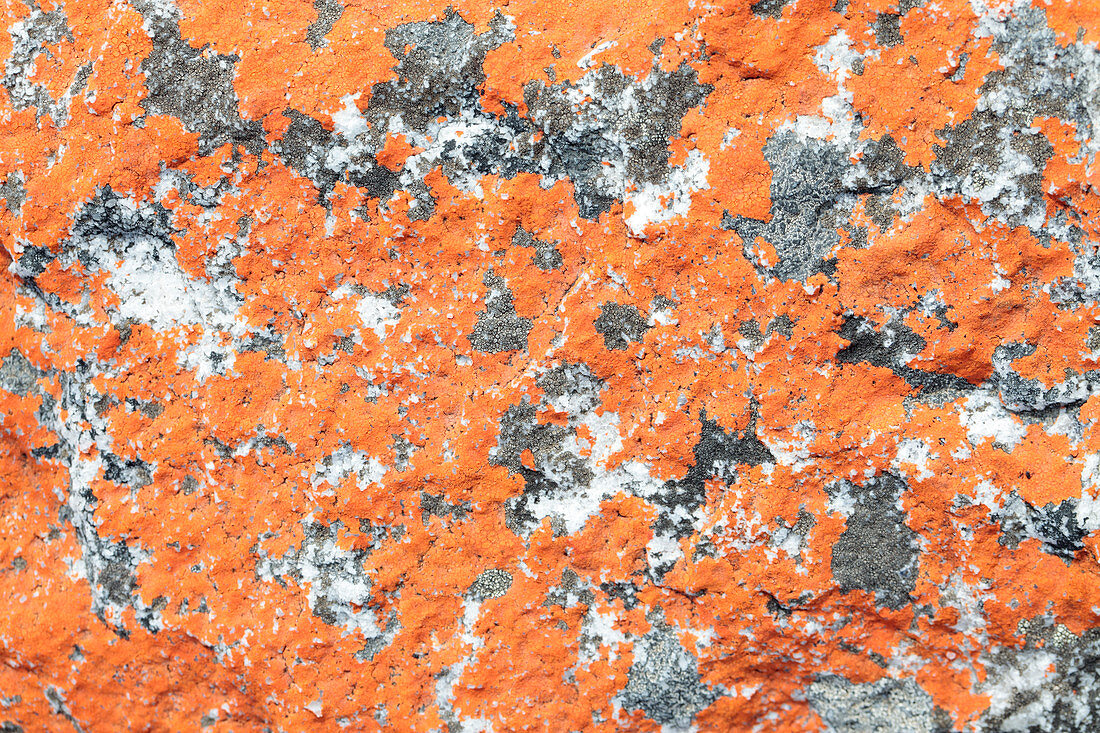 Orange lichen on sandstone