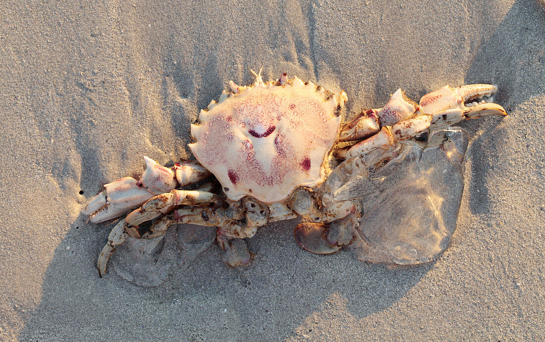 Dead crab